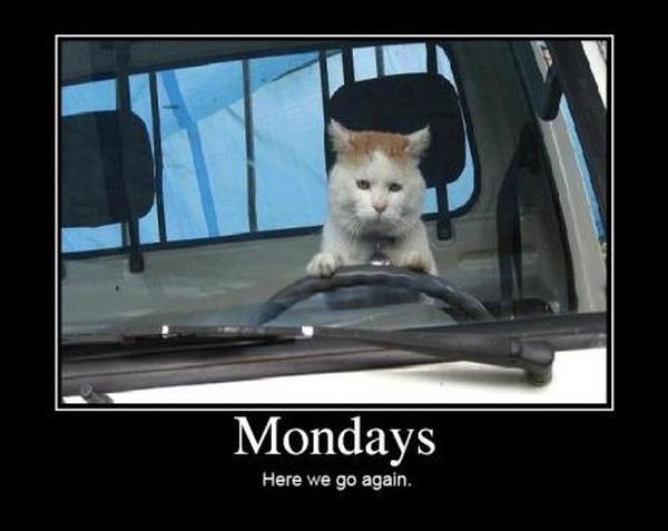 car-humor-funny-joke-road-street-drive-driver-mondays-cat.jpg